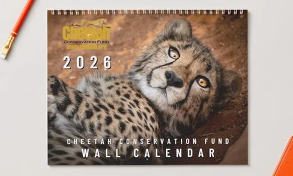 CCF Cheetah Conservation Fund Wall Calendar 2026