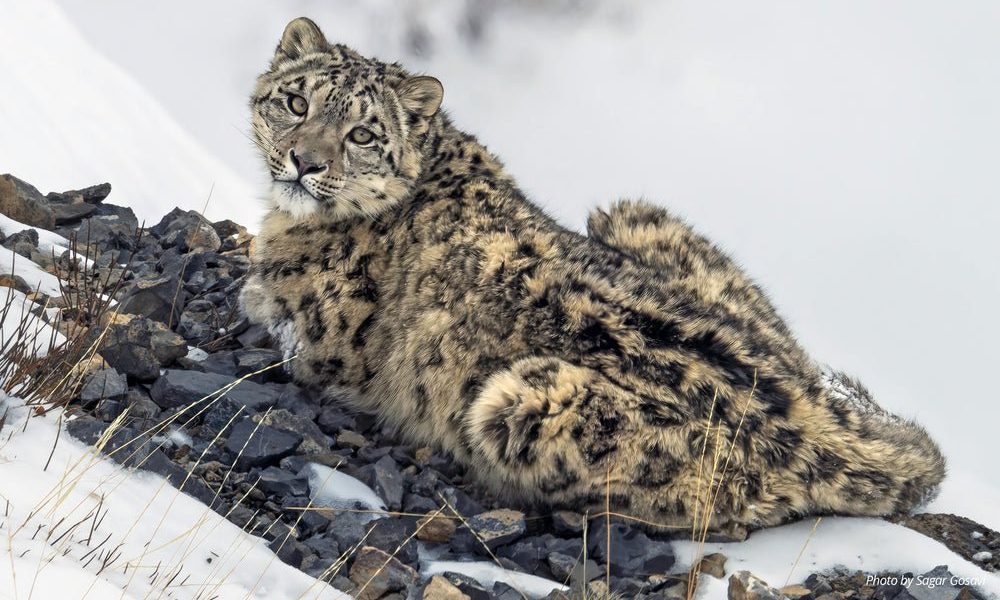Snow Leopard Trust Wall Calendar 2026