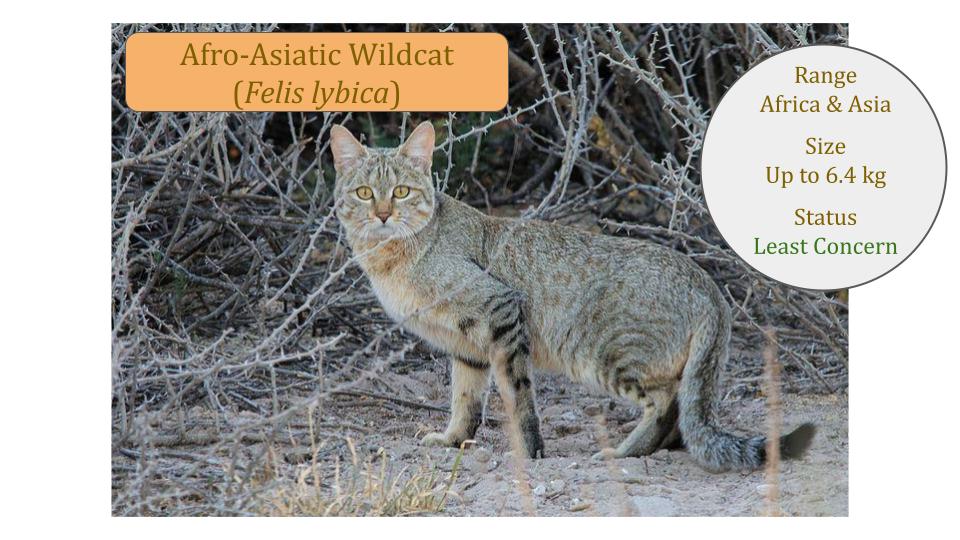 Afro-Asiatic Wildcat (Felis lybica) Afro-Asiatic Wildcat (Felis lybica) includes the African Wildcat and Asiatic Wildcat
