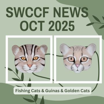 Fishing Cats, Guinas & African Golden Cats ~ SWCCF Oct 2025 News