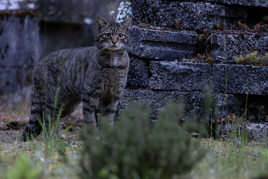 Scottish Wildcat (Felis silvestris silvestris) sighting Scotland