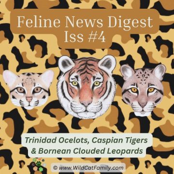 News ~ Ocelots in Trinidad, Caspian Tigers & Bornean Clouded Leopards