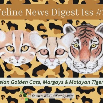 Feline News ~ Asian Golden Cats, Margays & Malayan Tigers
