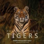 Remembering Tigers Remembering Tigers: Remembering Wildlife series