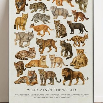 International Wild Cat Days 2026