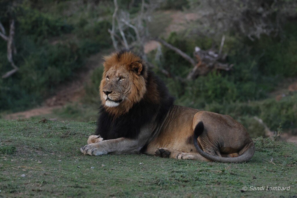 Southern Lion (Panthera leo melanochaita) South Africa © sandilombard Southern Lion (Panthera leo melanochaita) South Africa