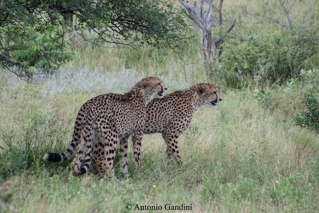 S & E African Cheetah (Acinonyx jubatus jubatus) South Africa © Antonio Gandini S & E African Cheetah (Acinonyx jubatus jubatus) South Africa