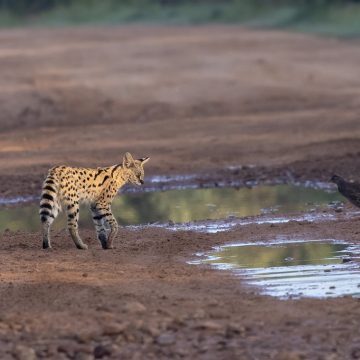 World Serval Day ~ Africa’s Elegant Hunter ~ March 18th