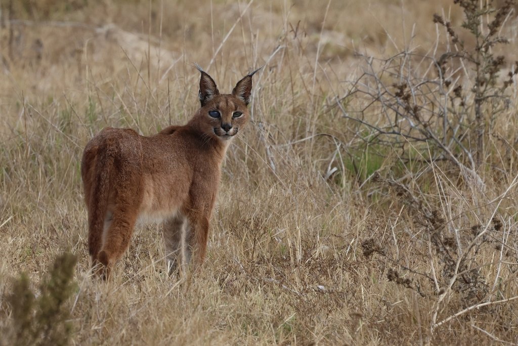 S & E African Caracal (C.c. ssp caracal) - South Africa © murraychristian S & E African Caracal (C.c. ssp caracal) - South Africa