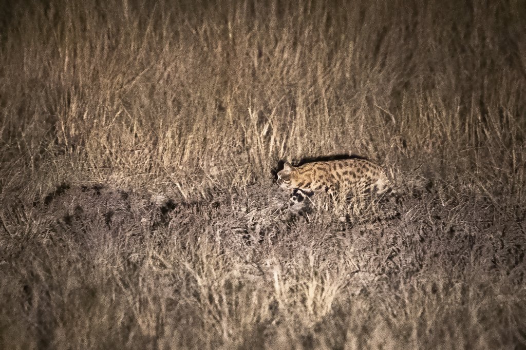 Black-footed Cat (Felis nigripes) South Africa © Niall Perrins Black-footed Cat (Felis nigripes) South Africa