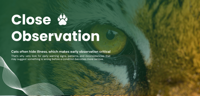 How Veterinary Teams Recognize Early Warning Signs in Cats
