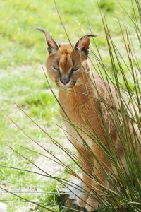Caracal cat hidden behind grass