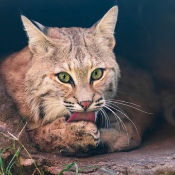 How Bioethics Specialists Protect Wild Cats in Private Sanctuaries