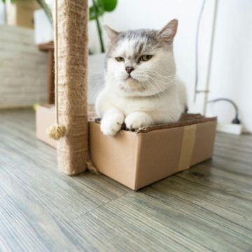 The 10 Best Cat Litter Disposal Systems in 2026