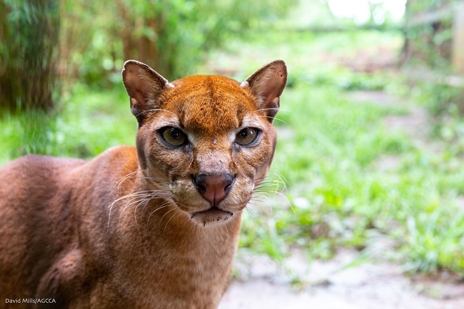 © African Golden Cat Conservation Alliance / Embaka / David Mills African Golden Cat Conservation by Embaka, Uganda