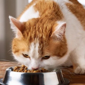 Comparing the 3 Types of Cat Food You Should Buy