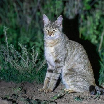 From African Wildcat to Your Armchair: The Domestication of Felis lybica