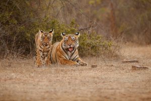 Bengal Tiger Mother and Cub