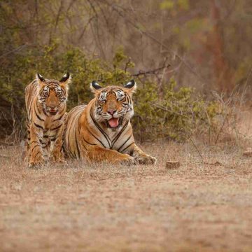 Comparing the Height of the Top 5 Wild Cat Species
