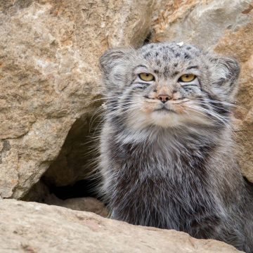 Flat-Faced Cats: From the Pallas’s Cat to the Persian