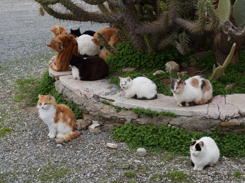 Feral cat colony.