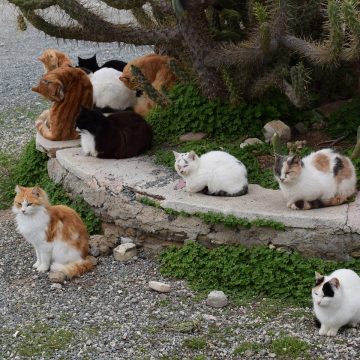 Parasites and Diseases Affecting Feral Cats: What You Should Know