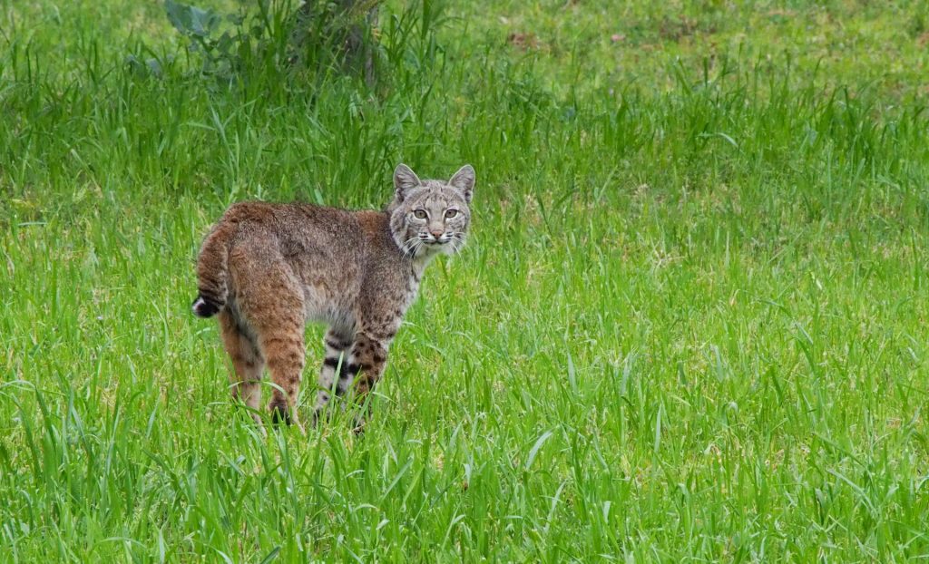 Youth programs preparing you to study wildlife like Bobcats (Lynx rufus).