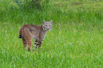 10 Zoology and Wildlife Programs for High School Students