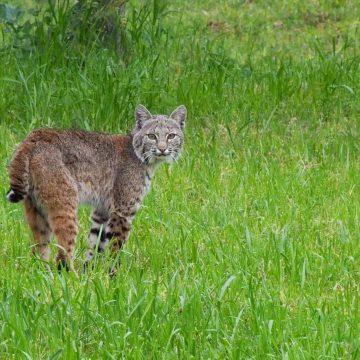10 Zoology and Wildlife Programs for High School Students