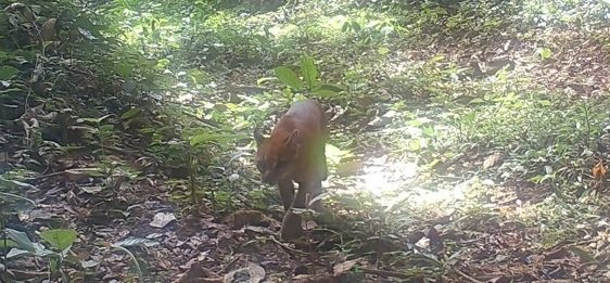 © African Golden Cat Conservation Alliance / Embaka African Golden Cat Conservation News - Angola