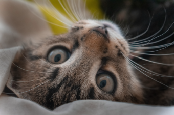 Editing Your Cat’s Funniest Moments: Tips for Better Cat Videos at Home