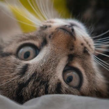 Editing Your Cat’s Funniest Moments: Tips for Better Cat Videos at Home