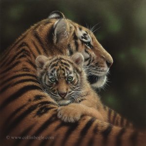 Hand signed tiger art print reproduced from Collin Bogle's original watercolor, colored pencil and pastel painting.