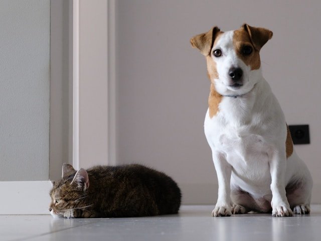 Domestic cat and dog sitting next to each other by Marcin Szmigiel Domestic cat and dog sitting next to each other