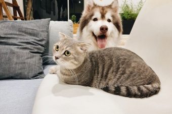 Creating a Happy Home for Cats and Dogs Together