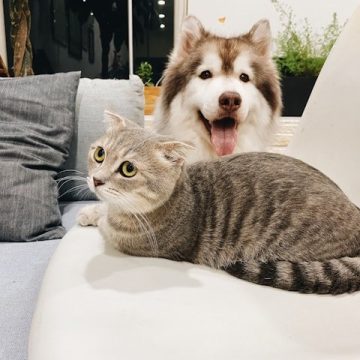 Creating a Happy Home for Cats and Dogs Together