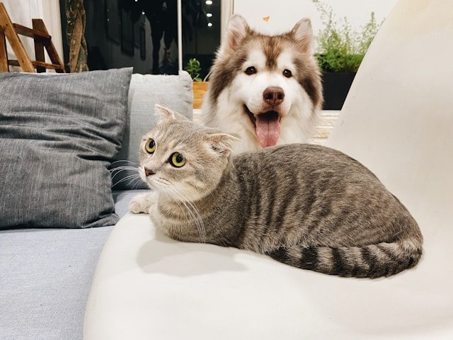 Domestic cat and dog in home by Tran Mau Tri Tam Domestic cat and dog in home