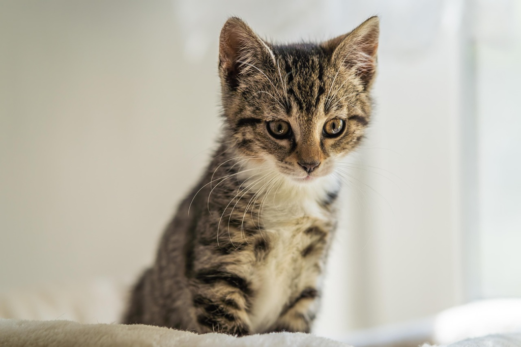 Image supplied - Kitten Domestic cat Kitten