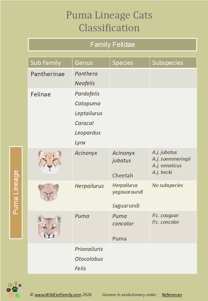 Click / Tap chart to download Puma Lineage Cats - Classification