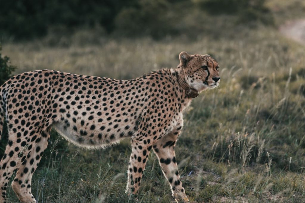 Working with Wild Cats - Tracking Cheetahs with GPS Collars