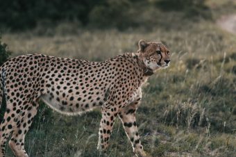 Essential Skills For Students Who Want To Work With Wild Cats