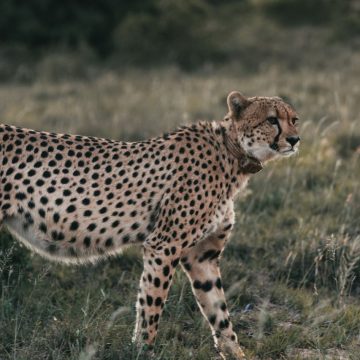 Essential Skills For Students Who Want To Work With Wild Cats