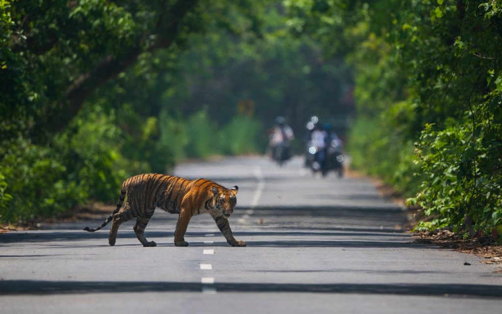 A biology topic can include "how habitat destruction impacts the migration, disease transmission, or gene pool of a single big cat"