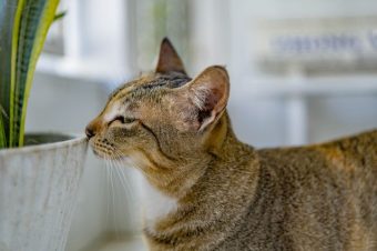 10 Most Toxic Plants for Cats and How to Spot Dangerous Flora